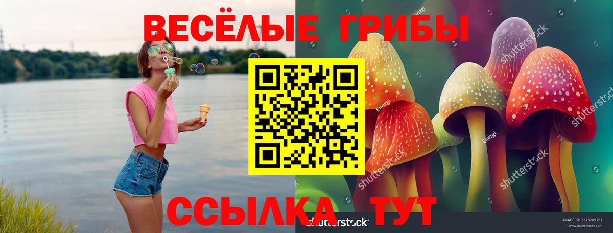 Димитровград  Галлюциногенные грибы Psilocybine cubensis  Вход с VPN 